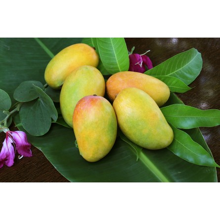 Langra Mango Plant